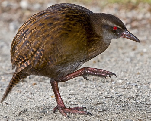 This is a Weka bird. Except it's been Wekinated, so it has scary red eyes.